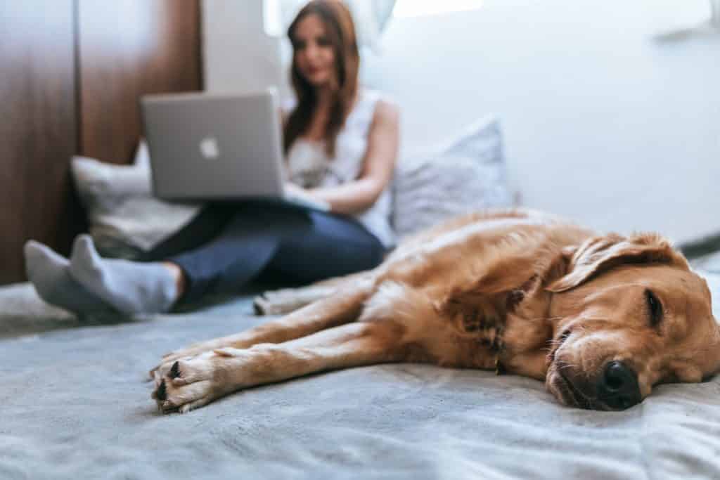 Sleeping dog with woman on laptop